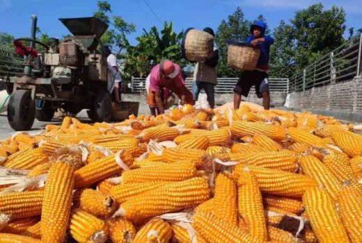 Harga Jagung di Jember Terjun Bebas, Petani Mengeluh - GenPI.co JATIM