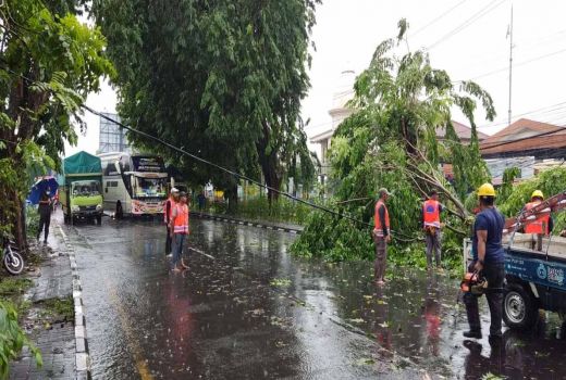 Pohon Tumbang Akibat Hujan Deras di Aloha Sidoarjo, Lalu Lintas Macet - GenPI.co JATIM