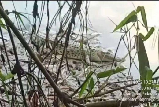 2 Ekor Buaya Muncul di Sungai Bengawan Solo, Bojonegoro, Pantau Ternak Warga - GenPI.co JATIM
