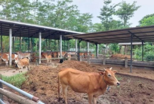 48 Ekor Hewan Ternak di Trenggalek Dilelang, Segera Borong, Waktu Terbatas - GenPI.co JATIM