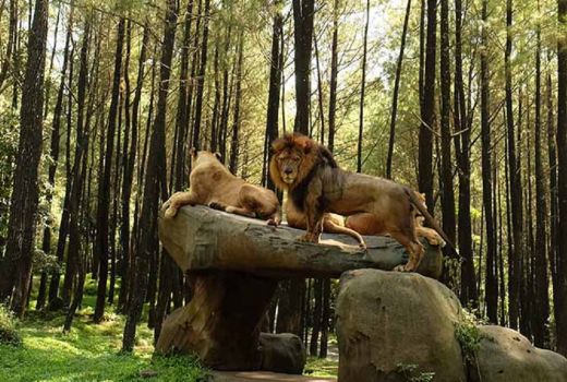 Viral! ini Penjelasan Taman Safari Soal Singa Seruduk Mobil Pengunjung - GenPI.co JATIM
