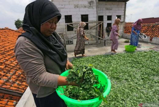 Manfaat Daun Kelor Dahsyat untuk Penderita Diabetes, Harus Dicoba - GenPI.co JATIM