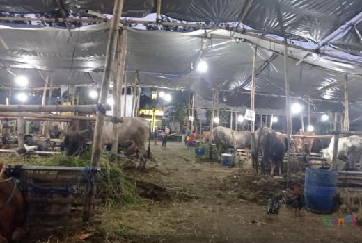 Turun Drastis, Pedagang Hewan Kurban Hanya Bisa Meratapi Nasib - GenPI.co JATIM