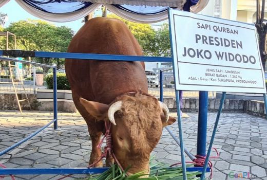 Sapi Seberat 1,2 Ton Milik Presiden Tiba di Masjid Al Akbar - GenPI.co JATIM
