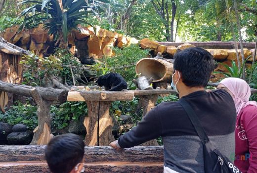 Sepekan Ribuan Orang Sudah Berkunjung ke Kebun Binatang Surabaya - GenPI.co JATIM