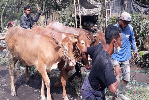 Erupsi Gunung Semeru, Warga Selamatkan Hewan Ternak - GenPI.co JATIM