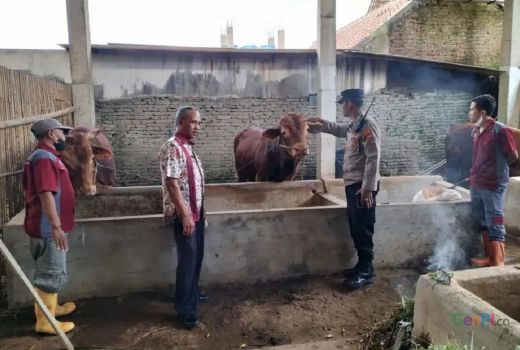 Dosen UMM Jelaskan Penyebab Wabah PMK Cepat Menyebar - GenPI.co JATIM