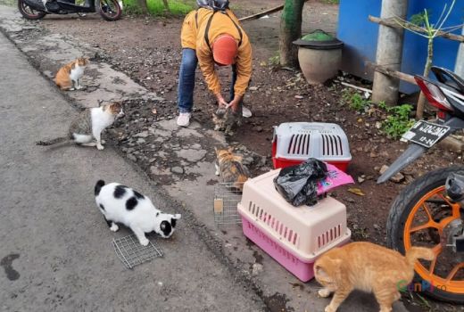 Stray Cats Defender Beri Tips Membeli Kucing di Pasar Hewan - GenPI.co JATIM