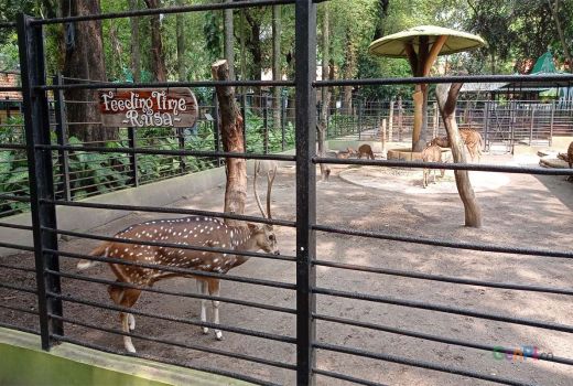 KBS Berencana Buka Night Zoo, Wakil Ketua Komisi B DPRD Surabaya Tegas Menolak - GenPI.co JATIM