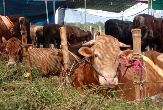 Penjual Hewan Ternak di Surabaya Kesulitan Stok - GenPI.co JATIM