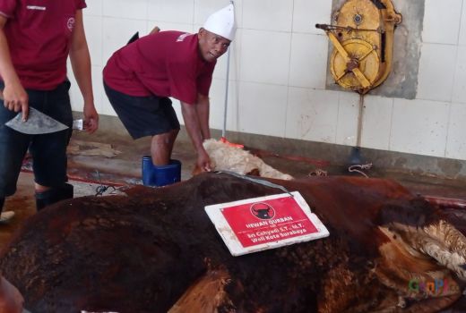 Tak Rampung Sehari, RPH Surabaya Sembelih Ratusan Hewan Kurban - GenPI.co JATIM