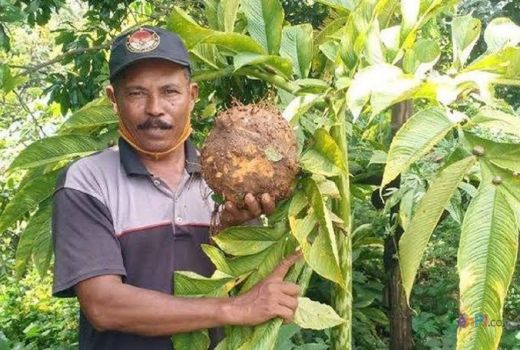Harga Porang Semakin Hancur, Petani di Malang Hanya Bisa Pasrah - GenPI.co JATIM