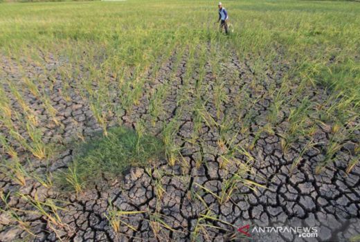 Genjot Produksi Tani, Gunungkidul Optimalkan Lahan Kering - GenPI.co JOGJA