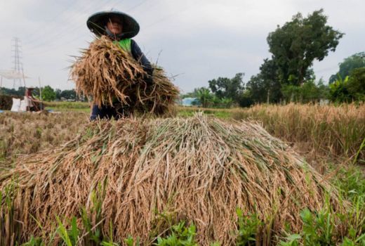 Tak Dapat DAK, Kulon Progo Evaluasi Metode Hitung Produksi Padi - GenPI.co JOGJA