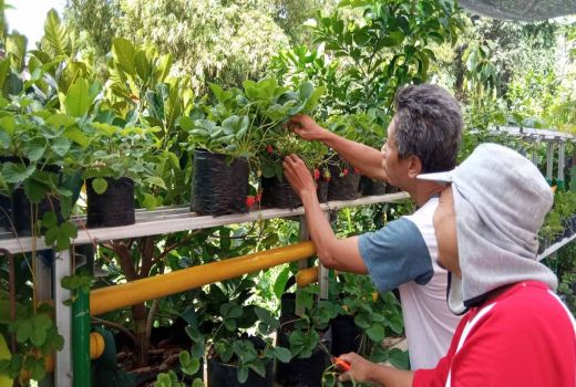 Mantap! Gang Padat Penduduk Ini Disulap Jadi Kebun Buah - GenPI.co JOGJA