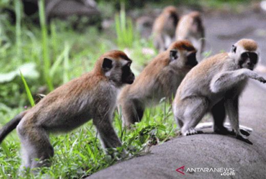 Kera Kurang Pangan di Hutan Gunungkidul, Serang Tanaman Tani - GenPI.co JOGJA