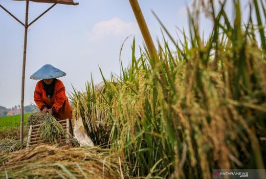Dikhawatirkan Merugi, Petani Kulon Progo Diminta Tunda Jual Panen - GenPI.co JOGJA