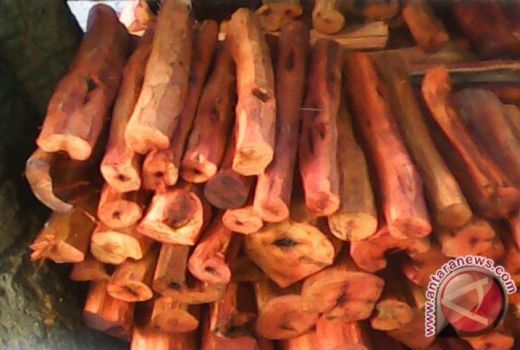 Termasuk Tingkatkan Imun, Ini Deretan Manfaat Kayu Secang - GenPI.co JOGJA