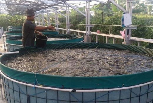 Manfaat Ikan Lele Bagus Banget, Jantung Sehat - GenPI.co JOGJA
