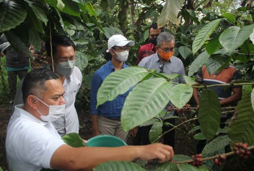 Berkualitas, Hasil Tani Lereng Merapi Bisa Masuk ke Supermarket - GenPI.co JOGJA