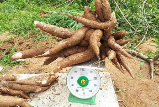 Tingkatkan Nilai Jual Ketela, Ini Cara Gunungkidul - GenPI.co JOGJA