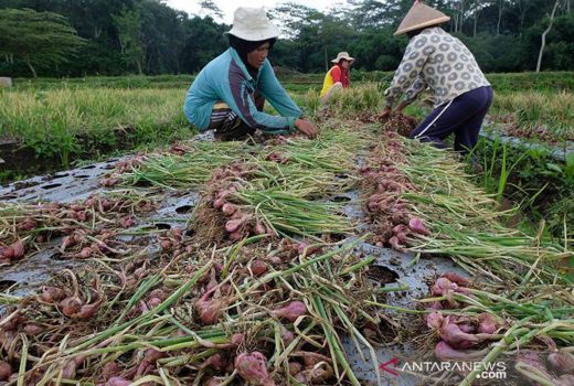 Petani Kulon Progo Raup Untung Banyak dari Bertanam Bawang - GenPI.co JOGJA