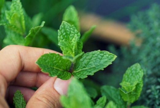 Jarang Diketahui, Khasiat Aroma Daun Mint Luar Biasa - GenPI.co JOGJA