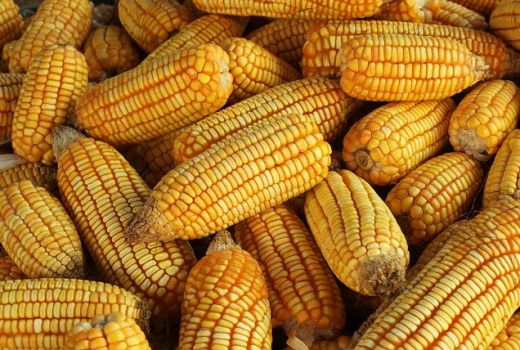 3 Kecamatan Gunungkidul dapat Bantuan Benih Jagung Hibrida - GenPI.co JOGJA