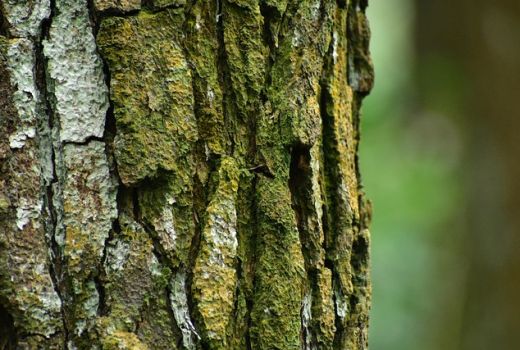 Bukan Kaleng-Kaleng, Ini 6 Manfaat Ekstrak Kulit Kayu Pinus - GenPI.co JOGJA