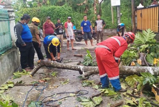 Hujan Disertai Angin Kencang di Sleman, Pohon dan Baliho Tumbang - GenPI.co JOGJA