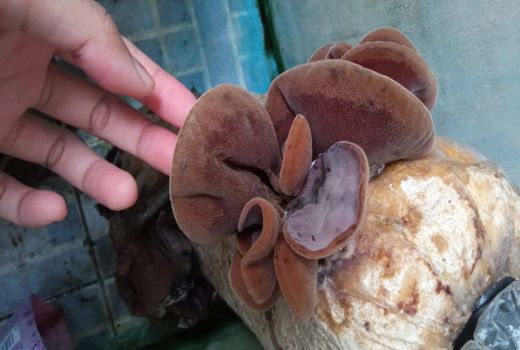 Raih Perunggu di Pimnas, Inovasi Mahasiswa UNY Ini Jempolan - GenPI.co JOGJA