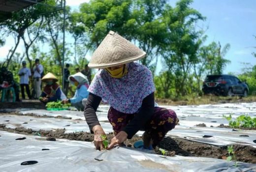 Dorong Petani Tanam Cabai di Luar Musim, Ini Alasan Bupati Bantul - GenPI.co JOGJA