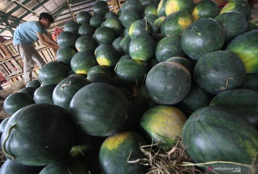 Tokcer! Buah dan Kulit Semangka punya Khasiat Mencengangkan - GenPI.co JOGJA