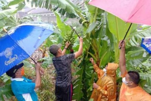 Hujan-hujanan, Bupati Gunungkidul Panen Pisang di Kelurahan Kepek - GenPI.co JOGJA