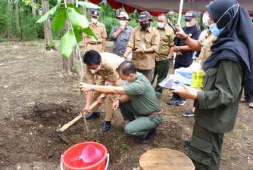 Keraton Yogya dan Pemkab Gunungkidul akan Hijaukan Hutan Tahura - GenPI.co JOGJA