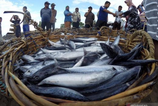 Tingkatkan Ekonomi Nelayan, Yogyakarta Bikin Pelelangan Ikan Digital - GenPI.co JOGJA
