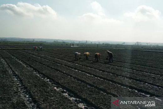 Waduh! Lahan Abadi di Gunungkidul Menyusut Hingga 7.766 Hektare - GenPI.co JOGJA