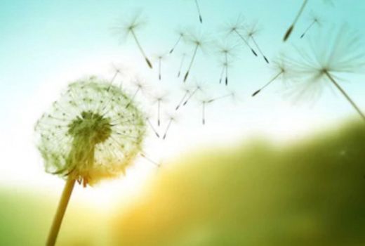 Dandelion, Tanaman Cantik Dipandang dan Banyak Khasiat - GenPI.co JOGJA