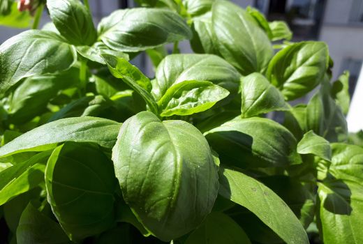 Daun Basil, Bisa Atasi Keracunan Makanan hingga Rambut Berminyak - GenPI.co JOGJA