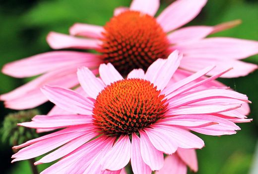 Di Balik Keindahannya, Bunga Echinacea juga Punya Khasiat Super - GenPI.co JOGJA