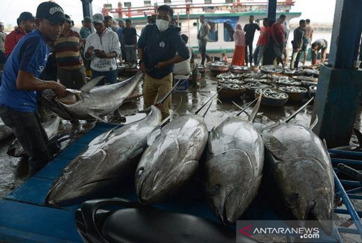 Suka Mengongsumsi Ikan Berminyak? Khasiatnya Wah! - GenPI.co JOGJA