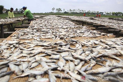 Jangan Terlalu Banyak Makan Ikan Asin, Risikonya Berbahaya - GenPI.co JOGJA
