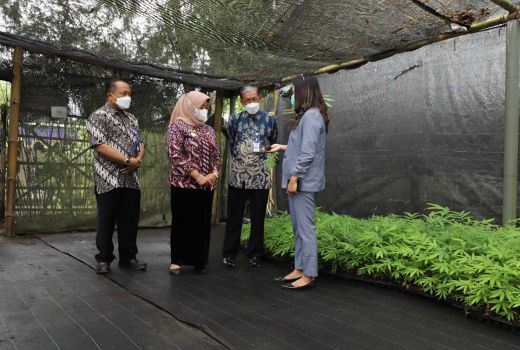 Wow, Sleman Dapat Hak Paten 5 Varietas Tanaman Lokal - GenPI.co JOGJA