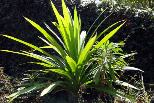 Bukan Hanya Bahan Masakan, Daun Pandan Punya Manfaat Jempolan - GenPI.co JOGJA