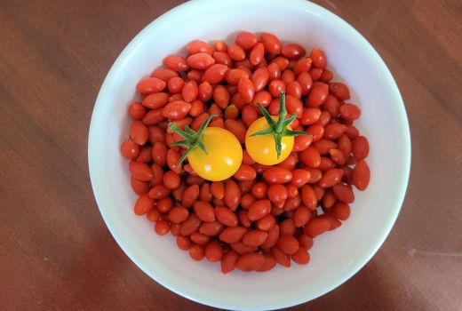 Manfaat Wah Si Merah Goji Berry, Bisa Bikin Kamu Awet Muda - GenPI.co JOGJA
