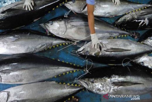 Tak Hanya Wortel, Ini Deretan Makanan yang Menyehatkan Mata - GenPI.co JOGJA