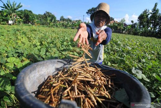 Khasiat Ajaib Kacang Hijau, Baik untuk Penderita Maag! - GenPI.co JOGJA