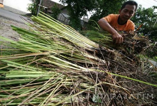Tokcer! Ini Beragam Khasiat Serai untuk Mengendalikan Kolesterol - GenPI.co JOGJA