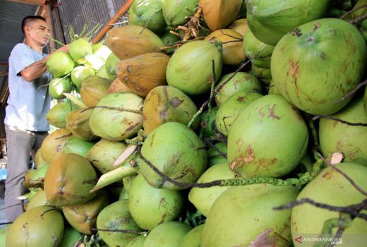 Sedang Diare? Air Kelapa punya Khasiat Ampuh - GenPI.co JOGJA