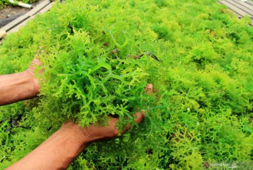 Agar-agar, Si Kenyal dan Manis yang Kaya Manfaat - GenPI.co JOGJA